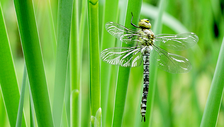 Le monde fascinant des libellules